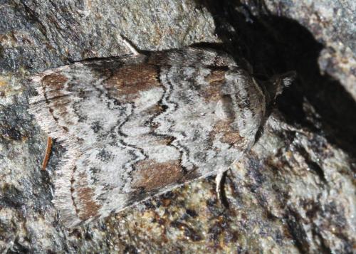 Réf. 201 259 : Nycteola columbana